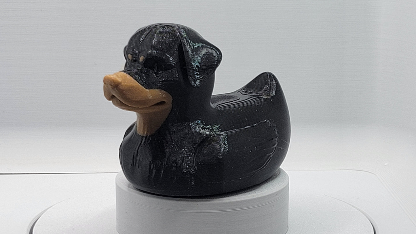 Rottweiler Duck