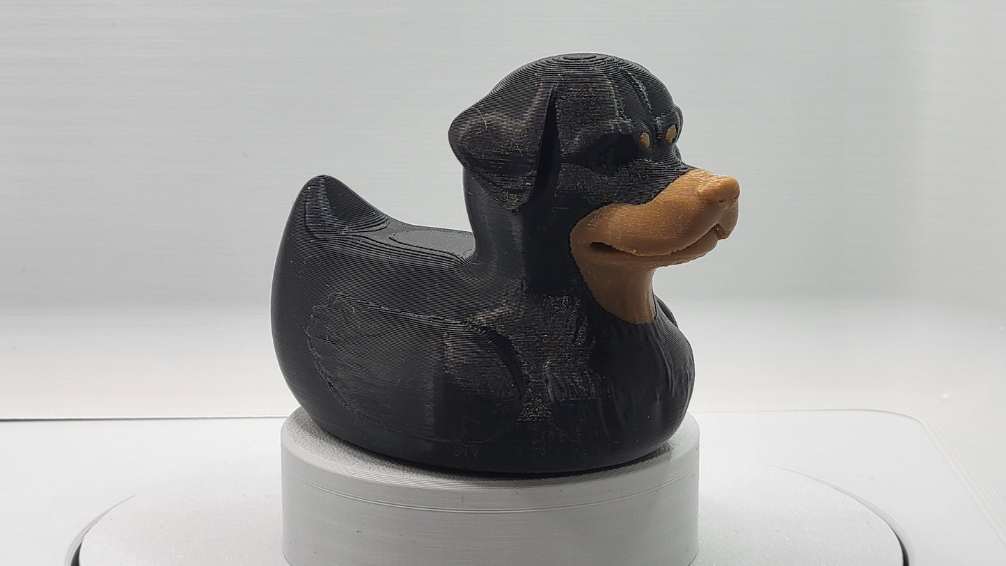 Rottweiler Duck