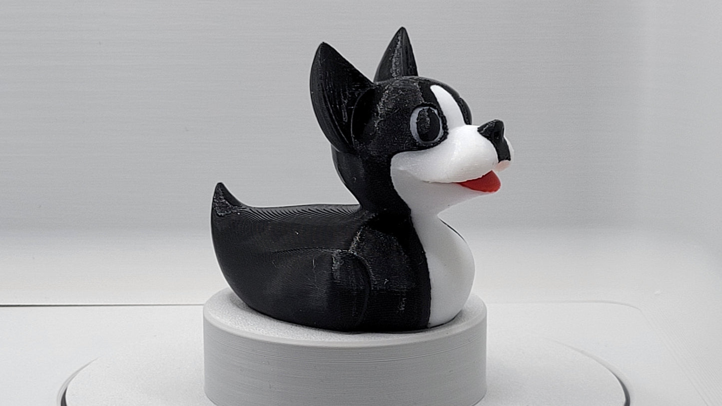 Boston Terrier Duck