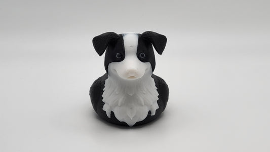 Border Collie Duck