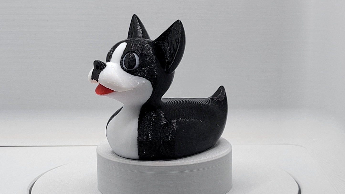 Boston Terrier Duck