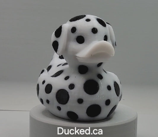 Dalmatian Duck